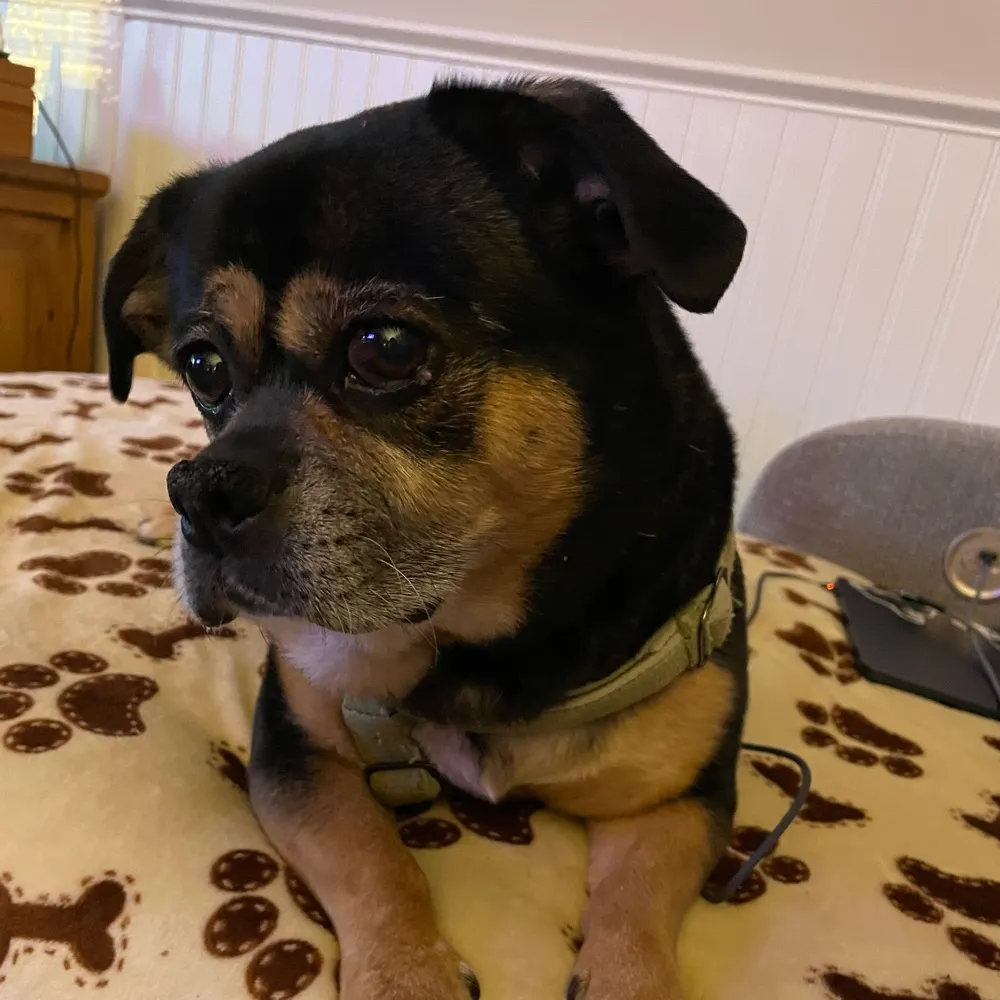 nanoatl.bsky.social's profile picture