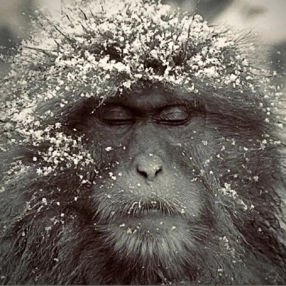 5gsmokesignals.bsky.social's profile picture