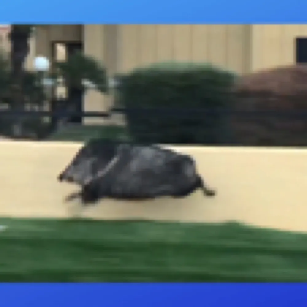 gojavelina.bsky.social's profile picture