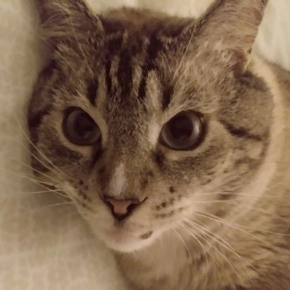 valligurlz.bsky.social's profile picture