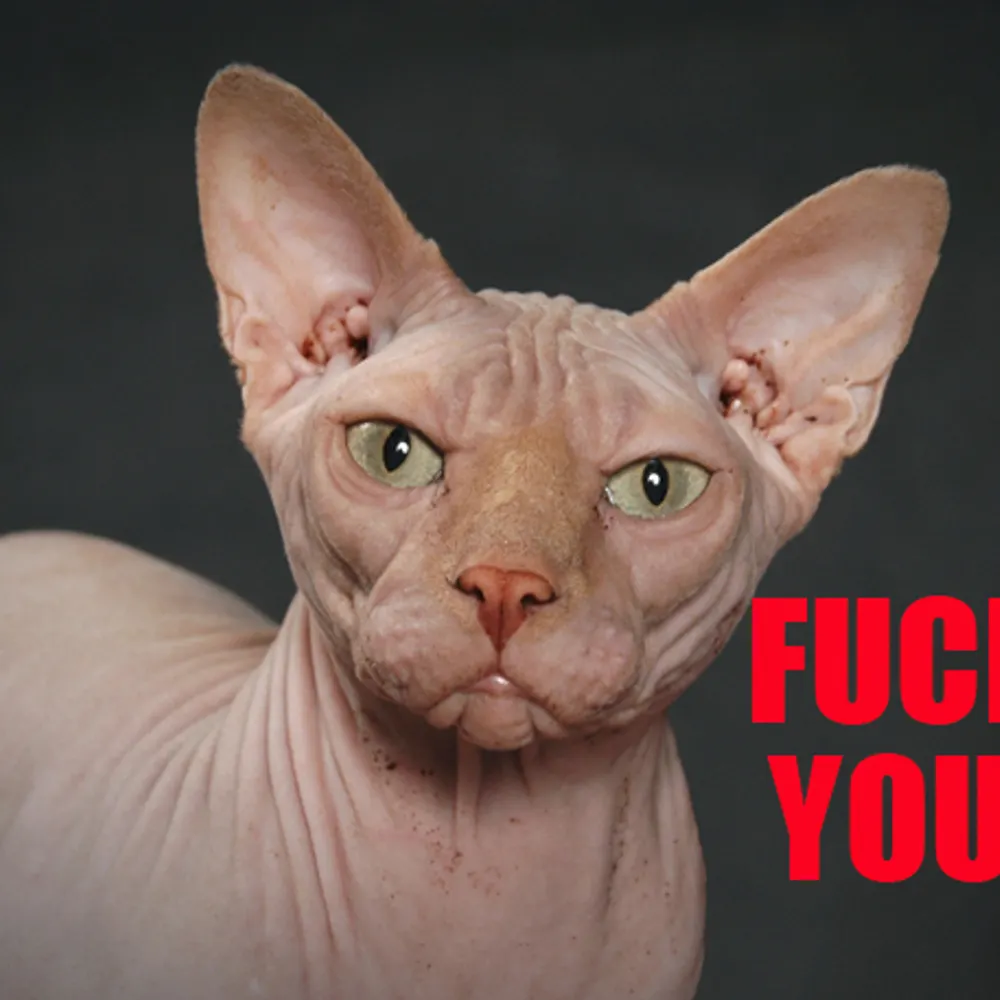 spiceweasel0x86.bsky.social's profile picture