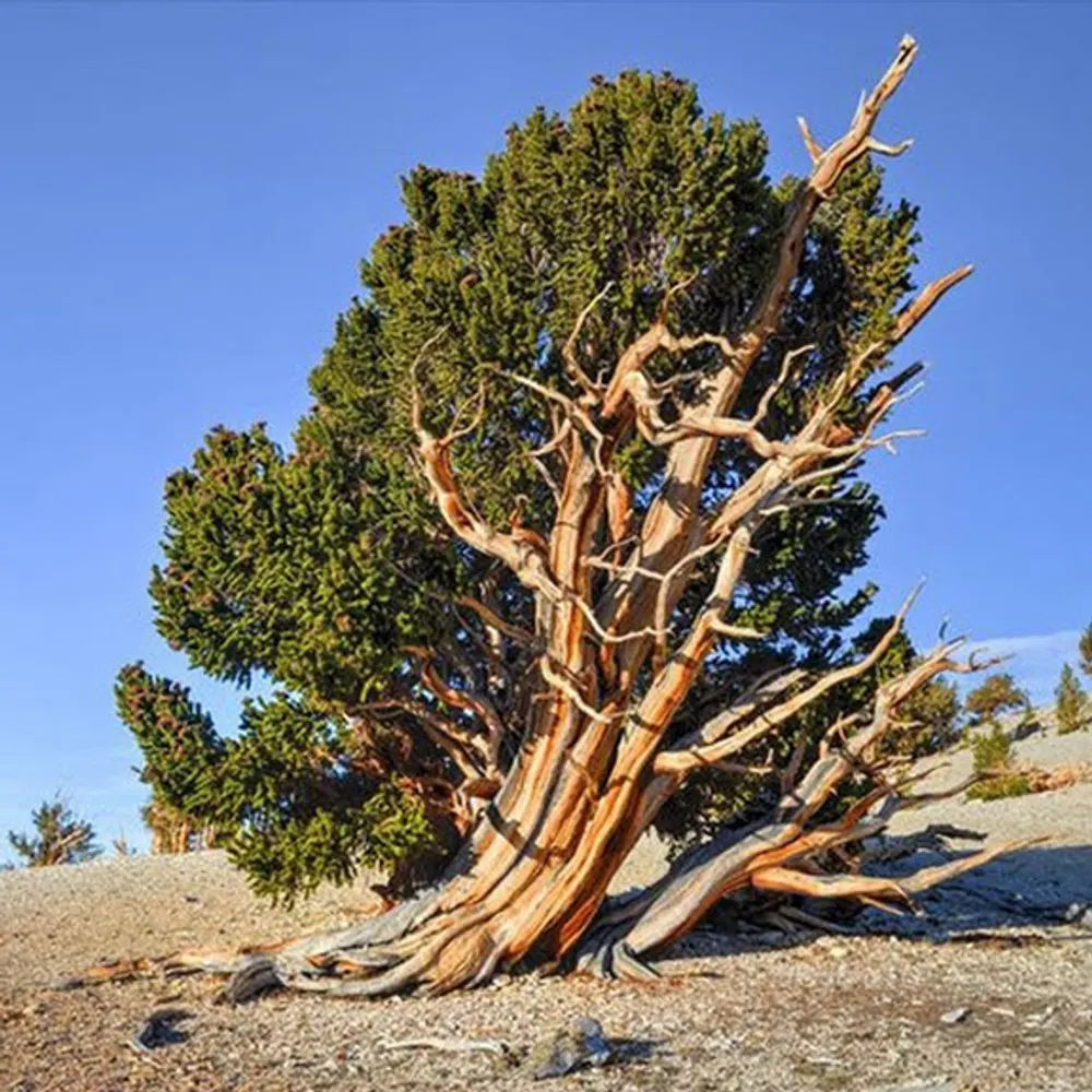 oddjuniper.bsky.social's profile picture