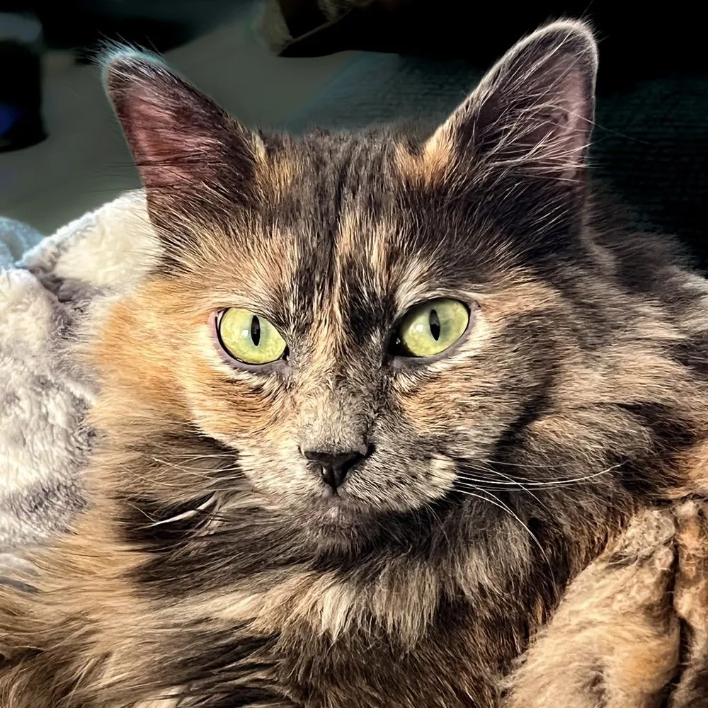 ambientheat.bsky.social's profile picture