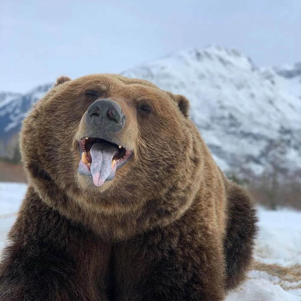 friendlyforestbear.bsky.social's profile picture