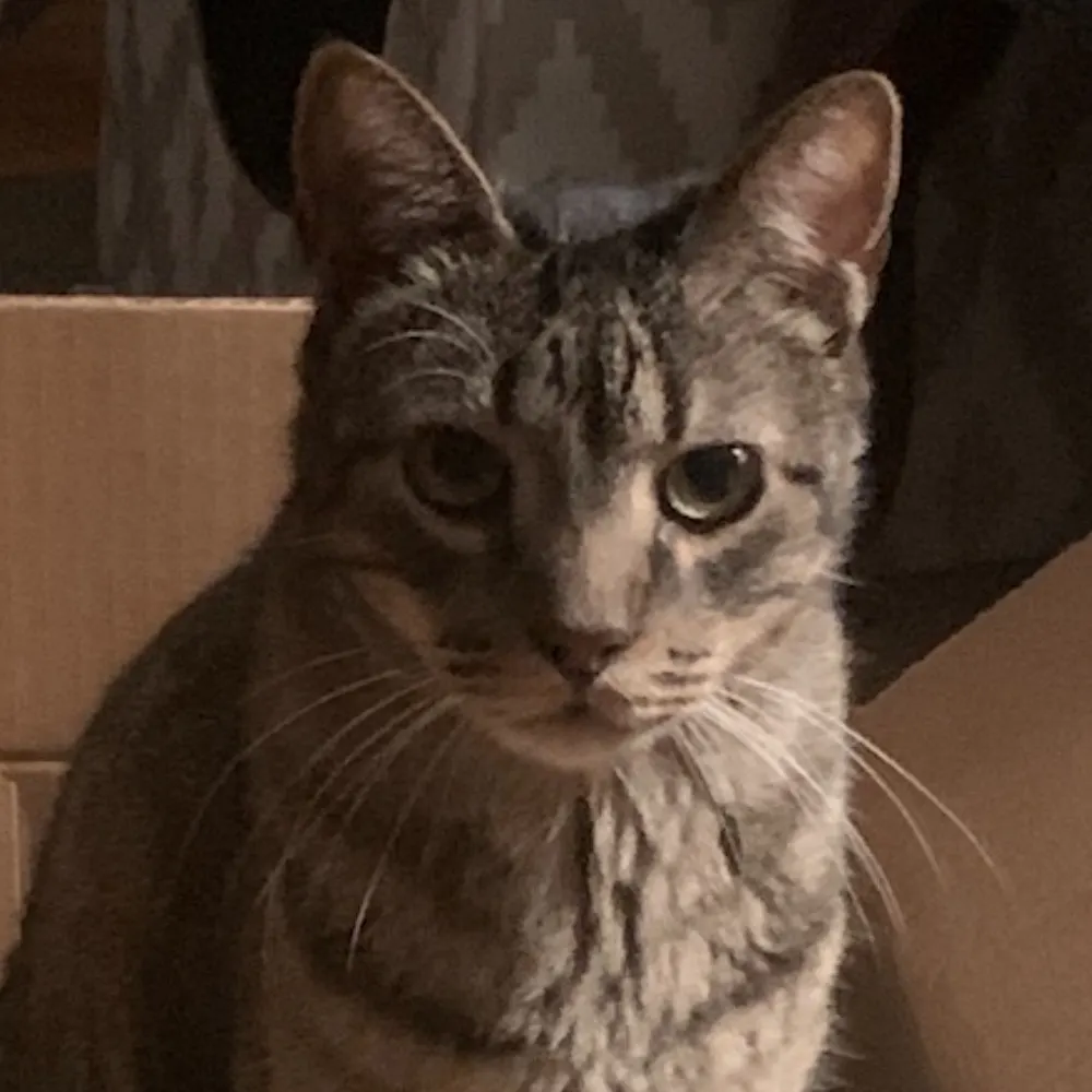 tacothecat.bsky.social's profile picture