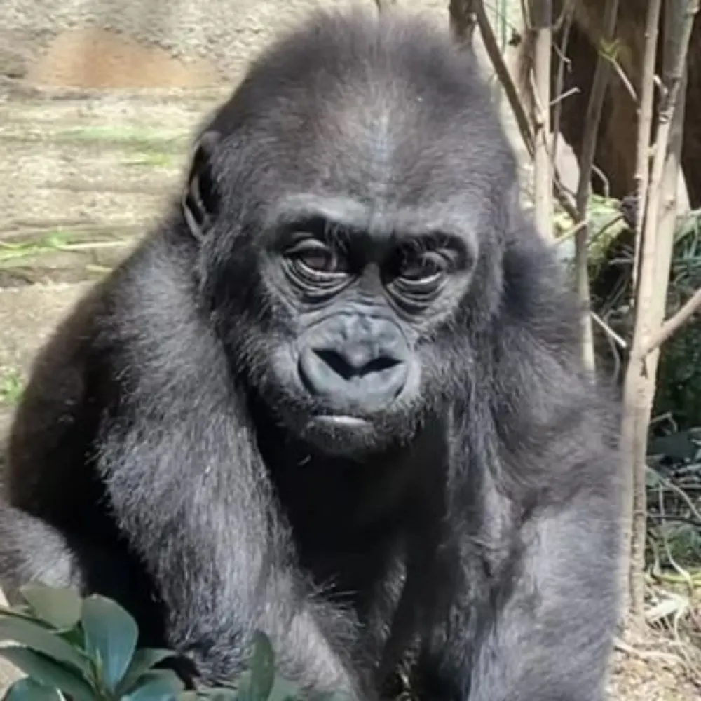 smallorganism.bsky.social's profile picture