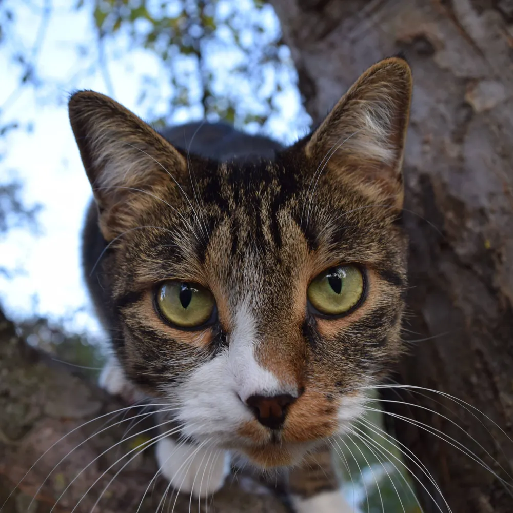 laurin-s.bsky.social's profile picture