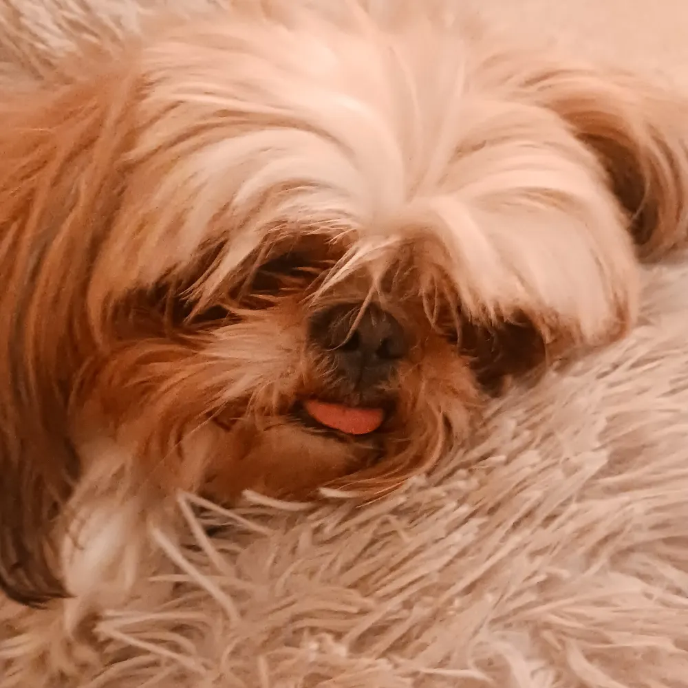 azmiddle.bsky.social's profile picture