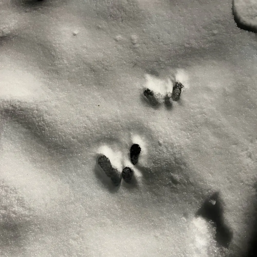 west337.bsky.social's profile picture