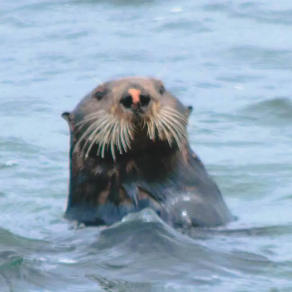 rlpweldon.bsky.social's profile picture