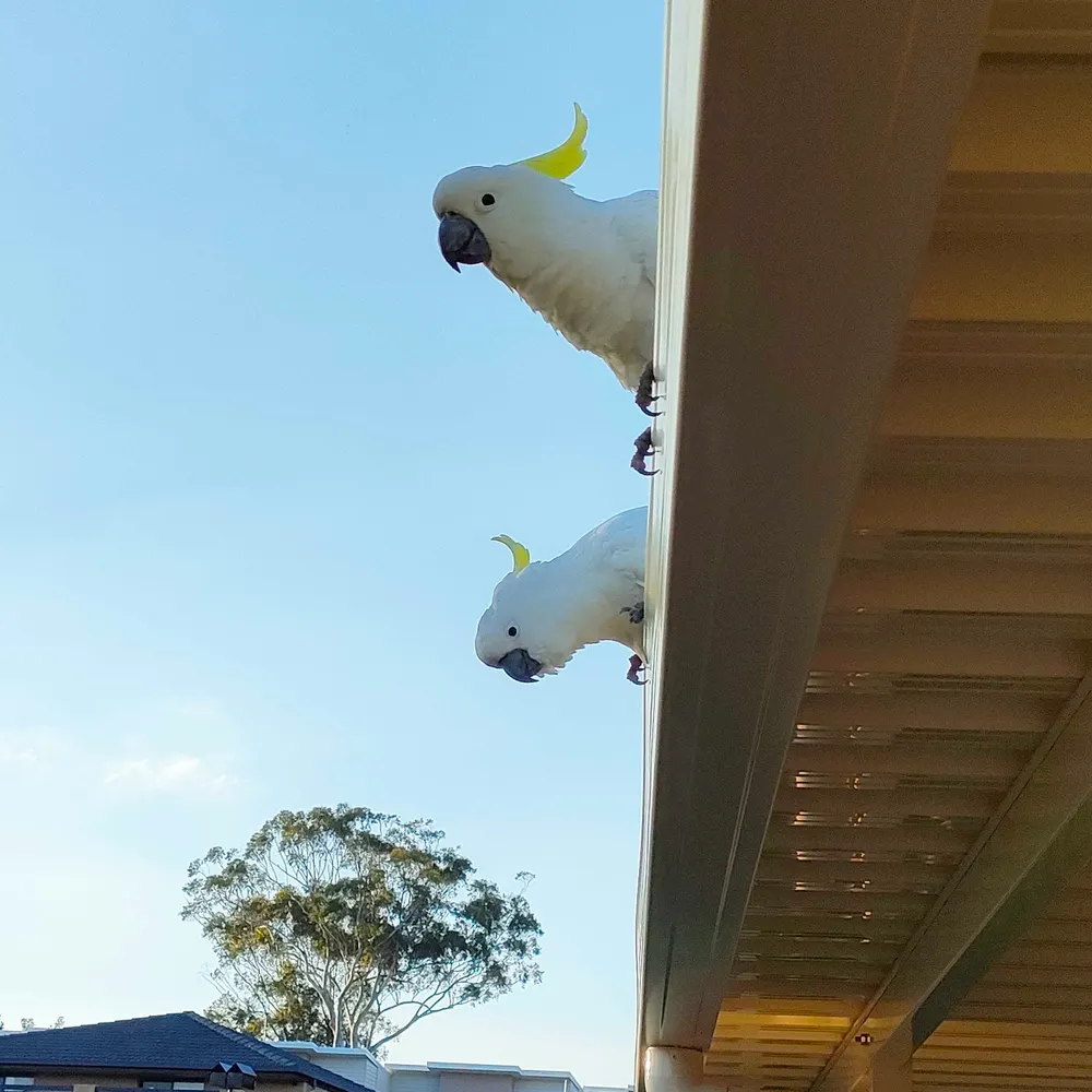 kimmylea.bsky.social's profile picture