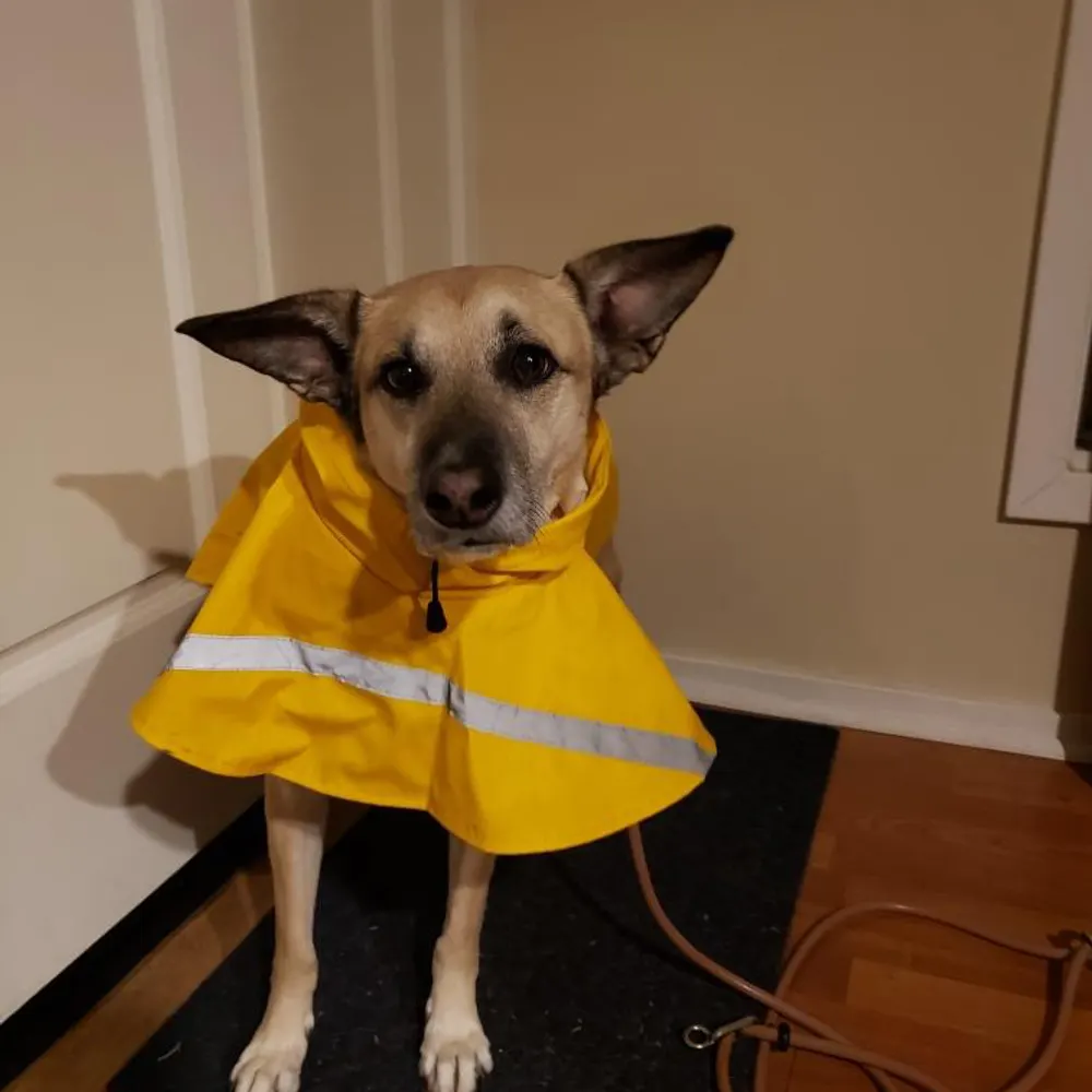 mugiwarakitsune.bsky.social's profile picture