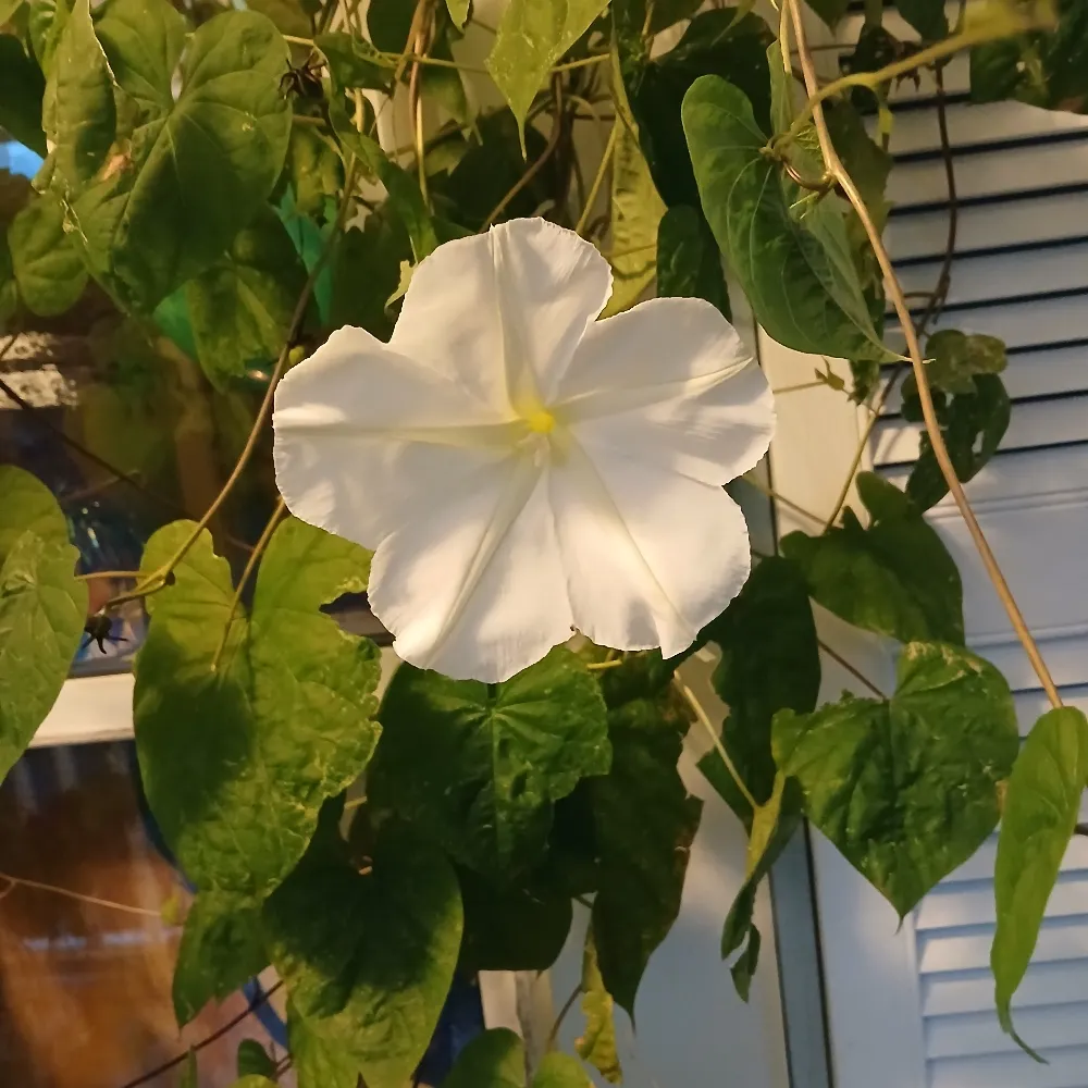 moonflower333.bsky.social's profile picture