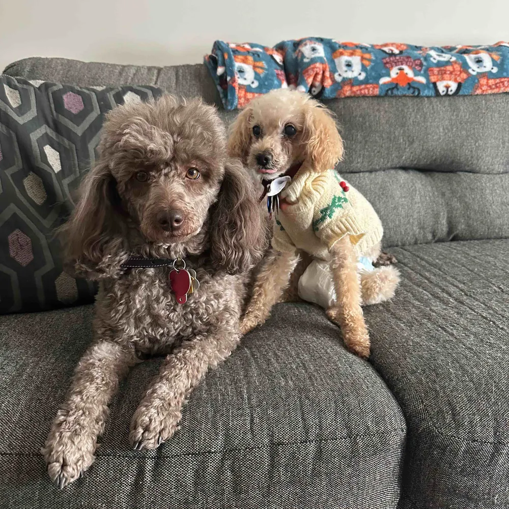 alid2.bsky.social's profile picture