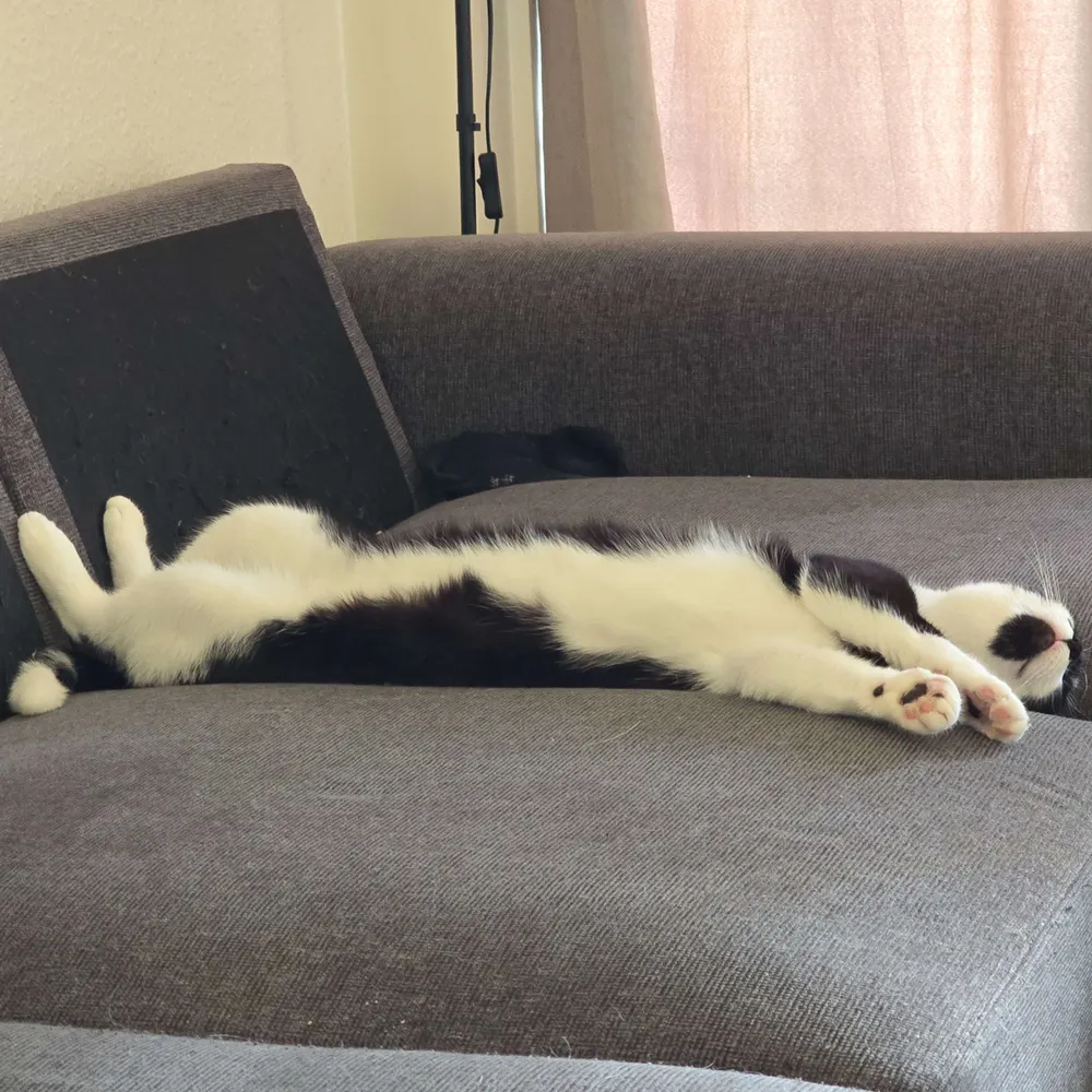 bakeoff.bsky.social's profile picture