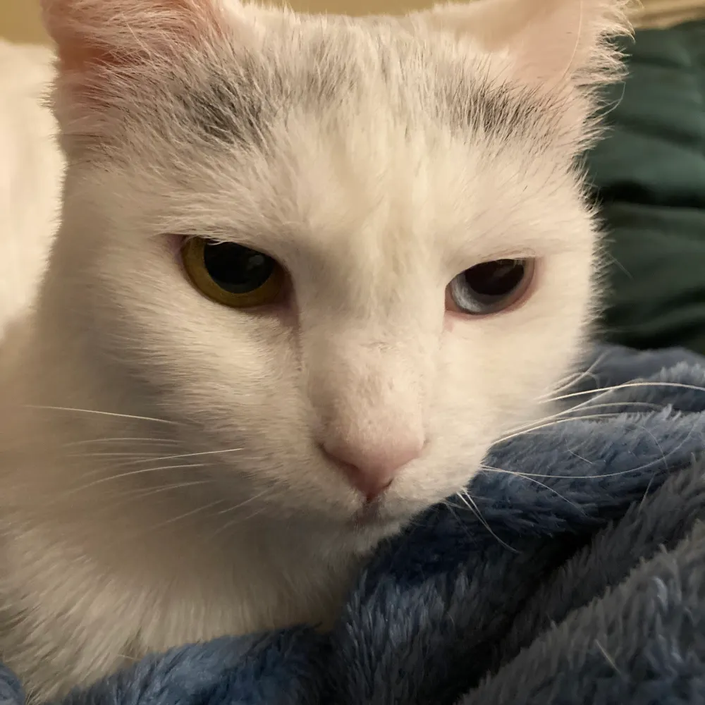 partymousephd.bsky.social's profile picture