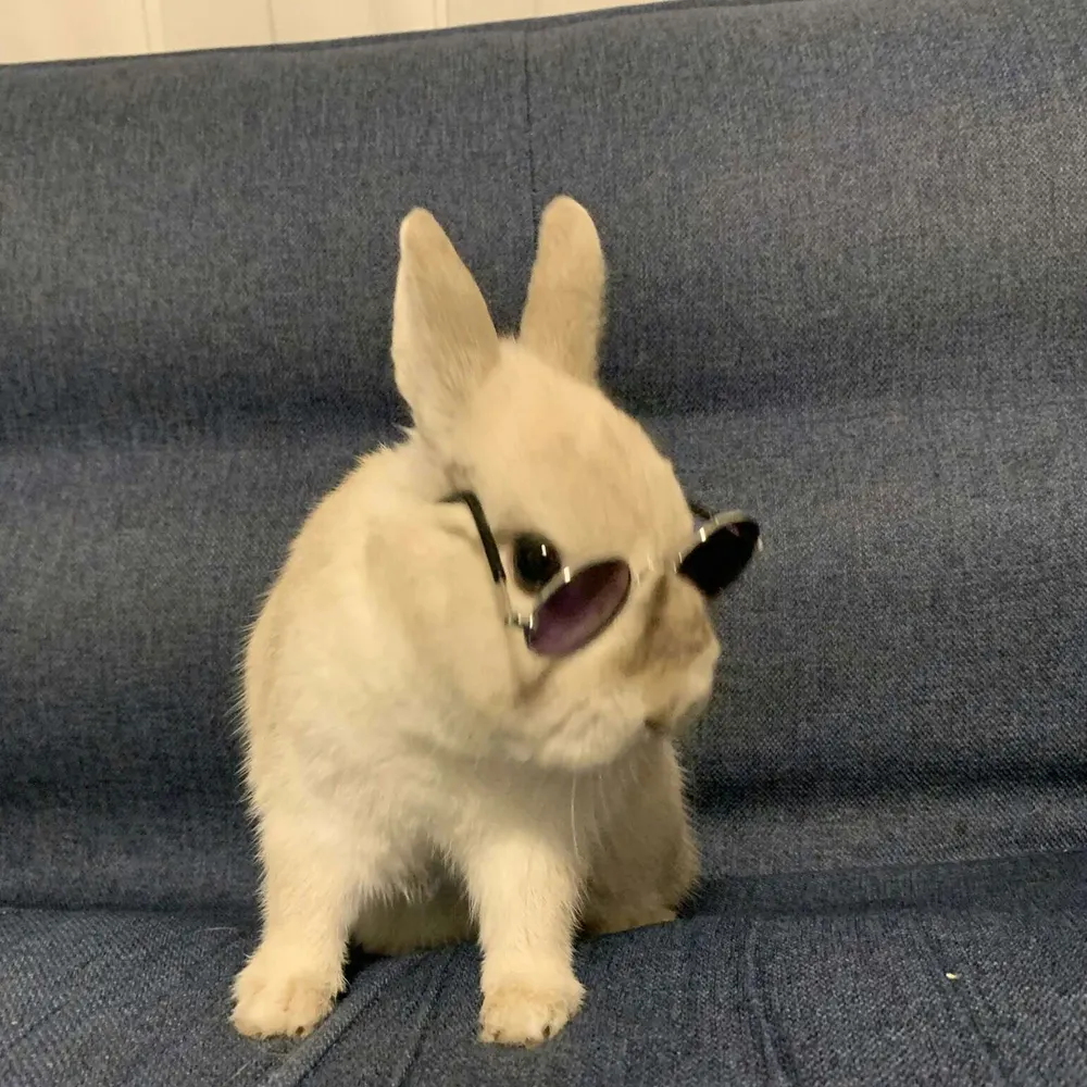 zodberg.bsky.social's profile picture