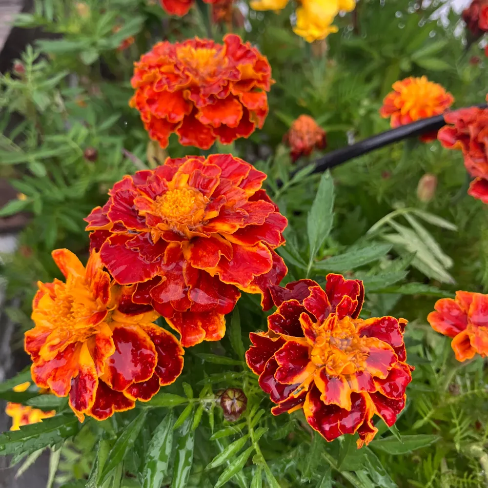 jkshields.bsky.social's profile picture