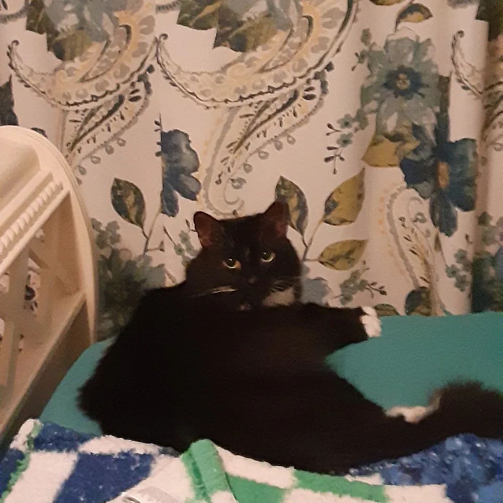 pmullis61.bsky.social's profile picture