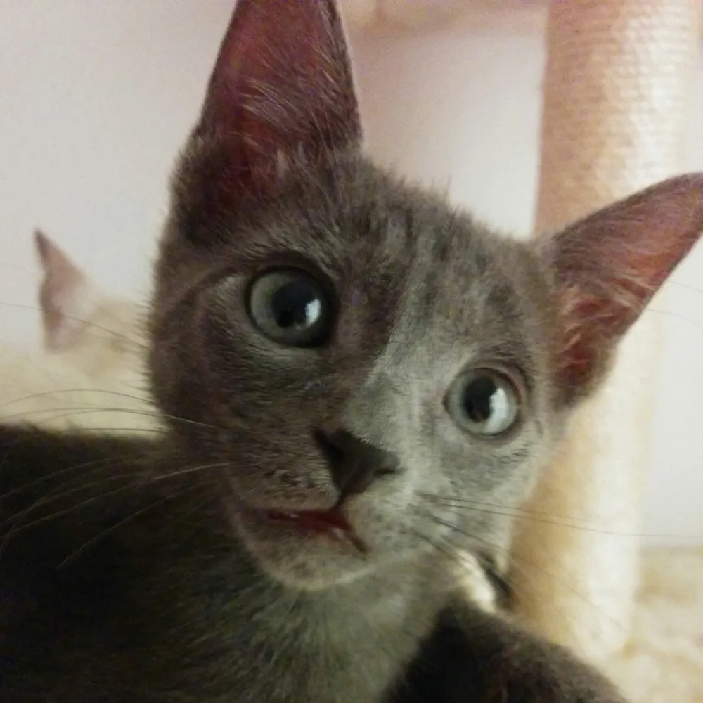 elizabethbennettjd.bsky.social's profile picture