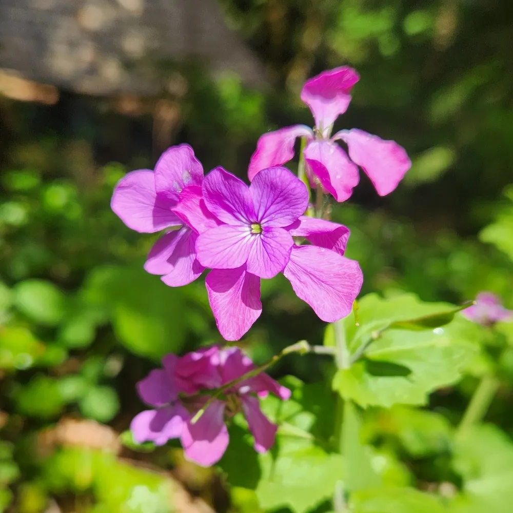 cruxador.bsky.social's profile picture