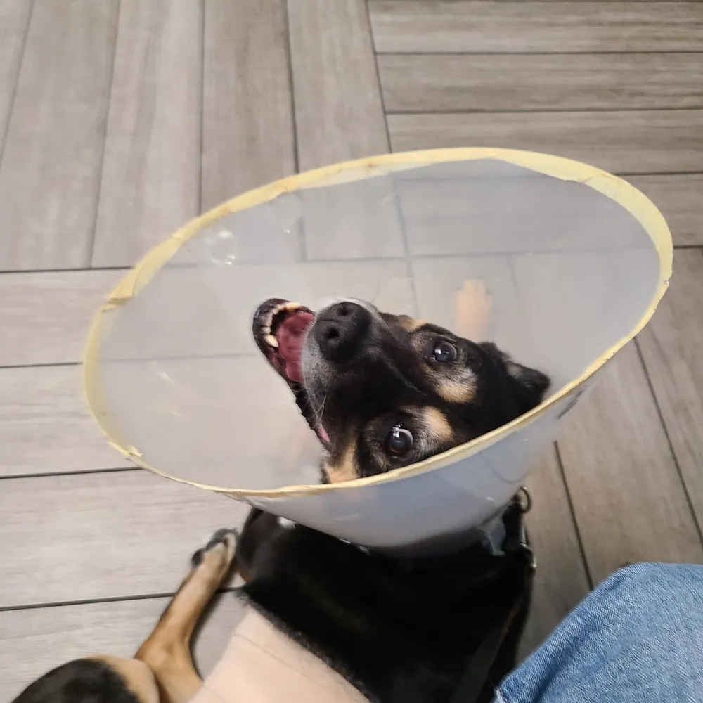 butpawwwlll.bsky.social's profile picture