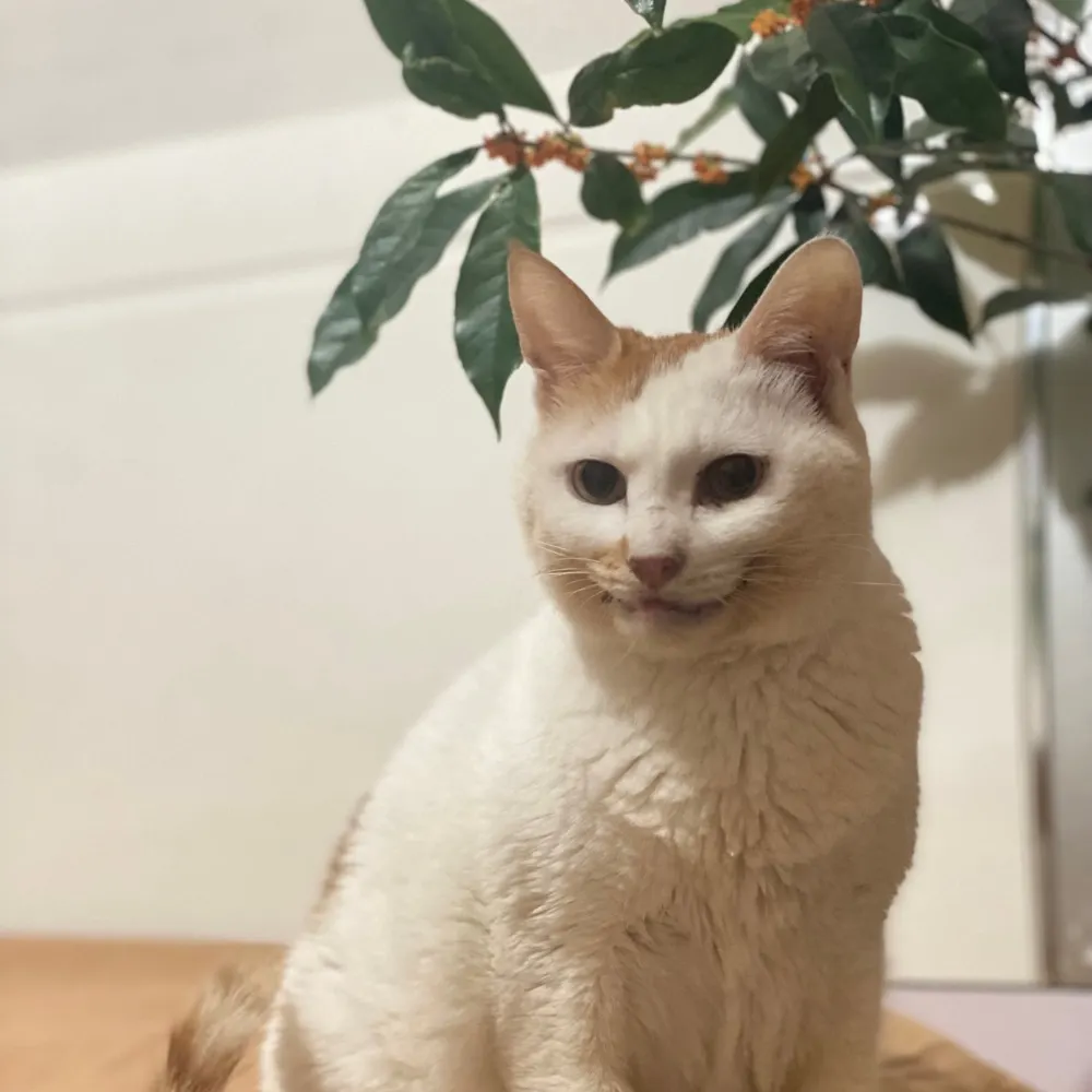 xiaokuikuiya.bsky.social's profile picture