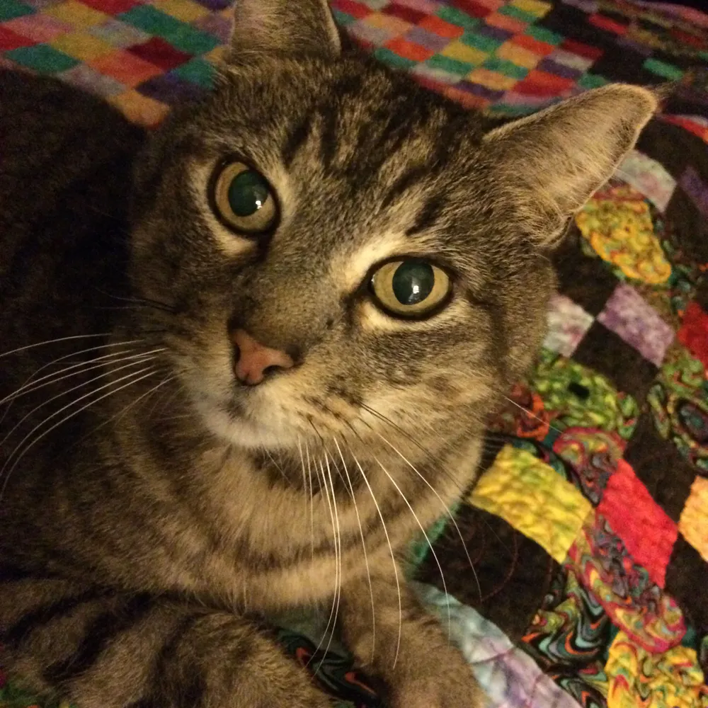 susantoombs.bsky.social's profile picture