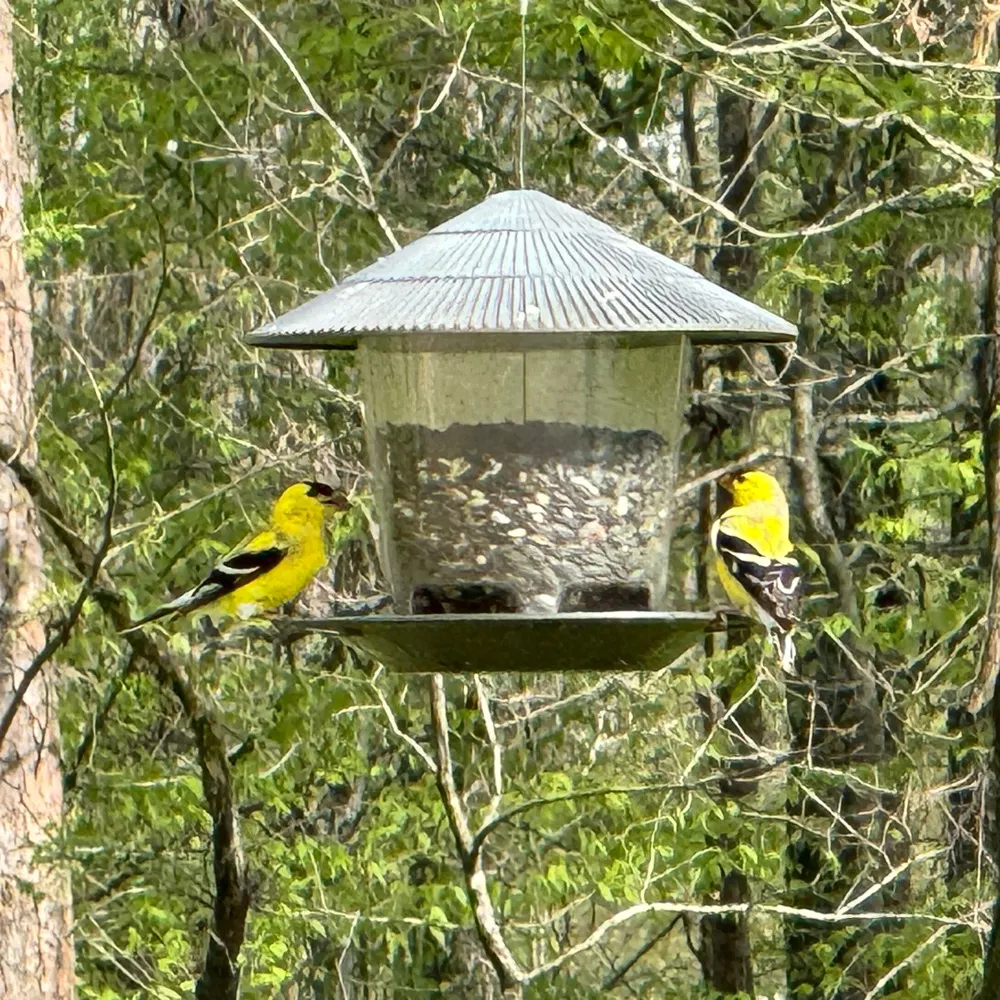 arkansaucian.bsky.social's profile picture