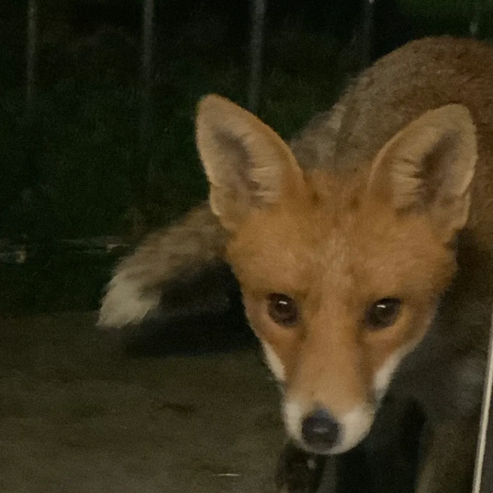 2ndalexhiggins.bsky.social's profile picture