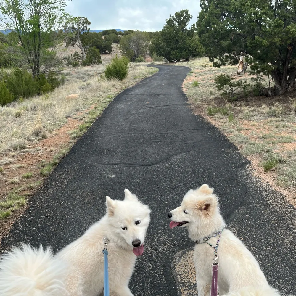 wanderdogs.bsky.social's profile picture