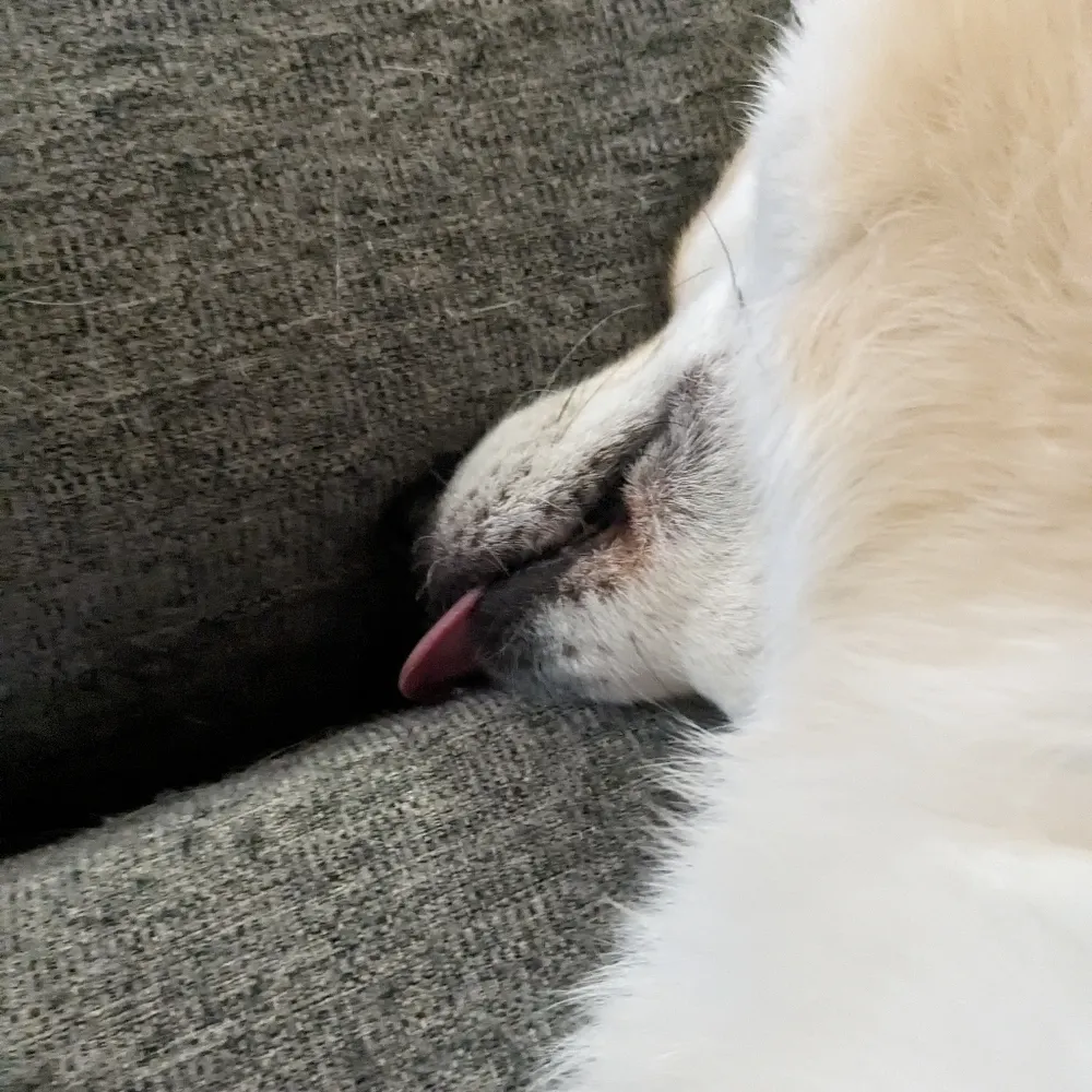 schnoub.bsky.social's profile picture