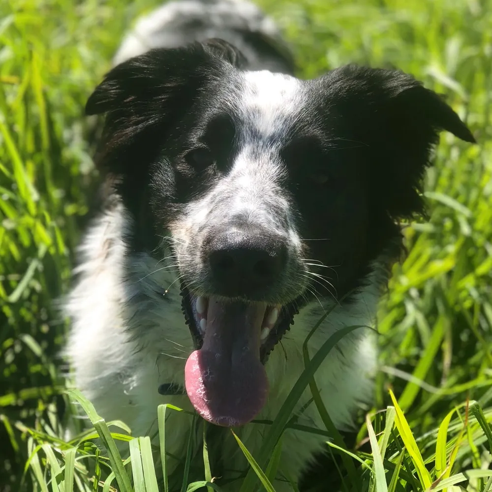 coasthermit.bsky.social's profile picture