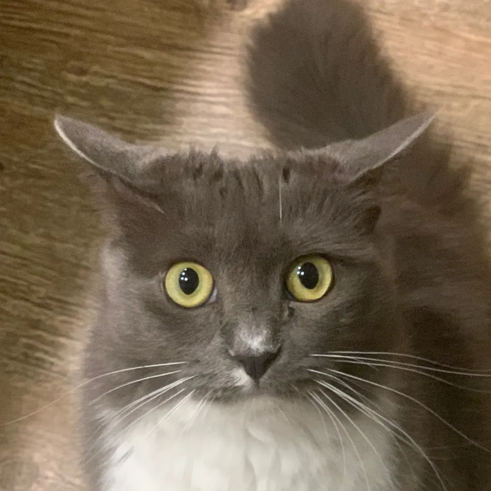 purrypurrydog.bsky.social's profile picture