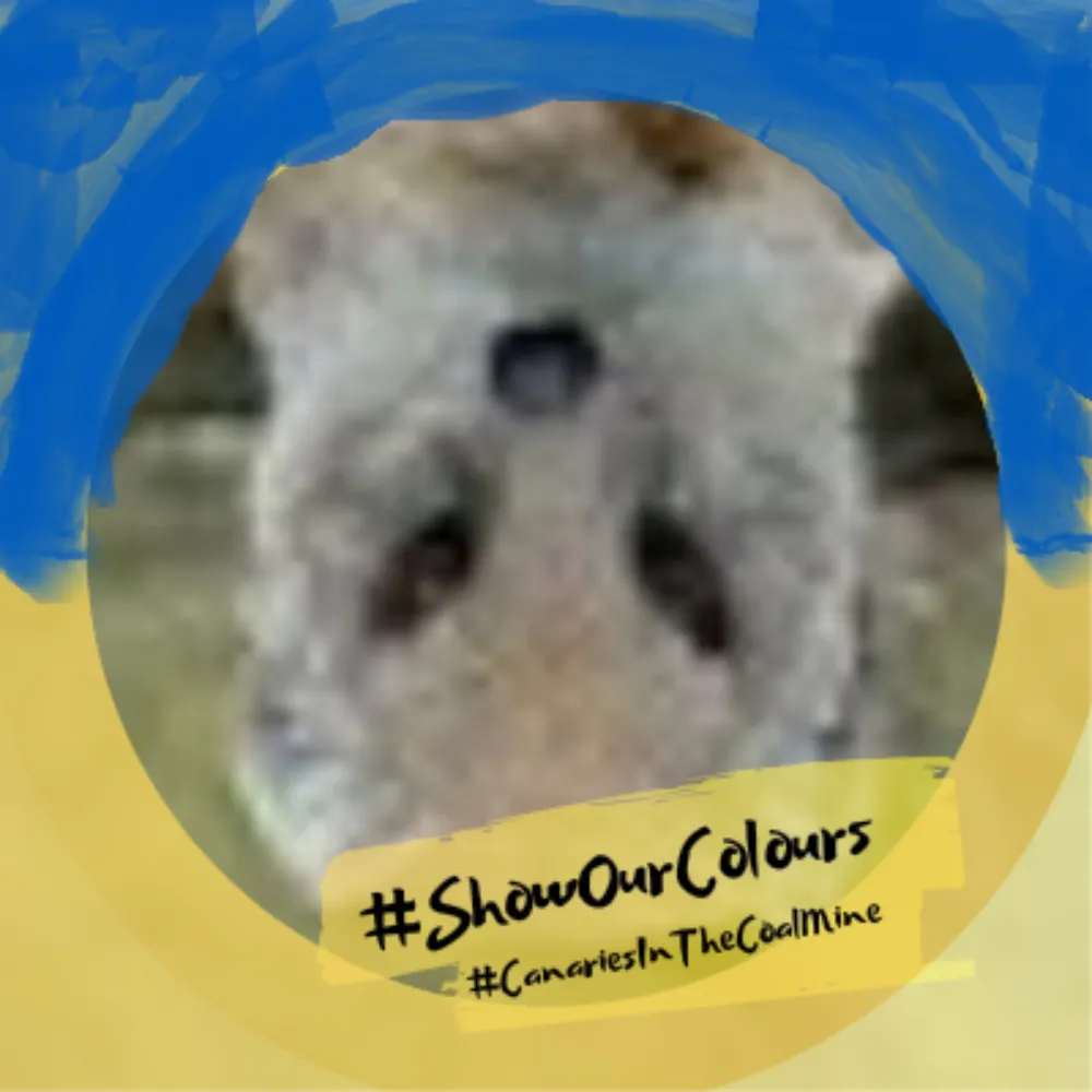 arfisk.bsky.social's profile picture