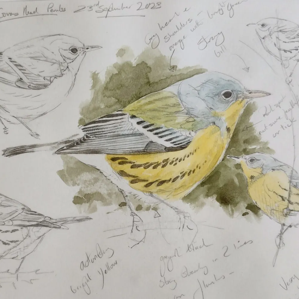 stephbirdart.bsky.social's profile picture