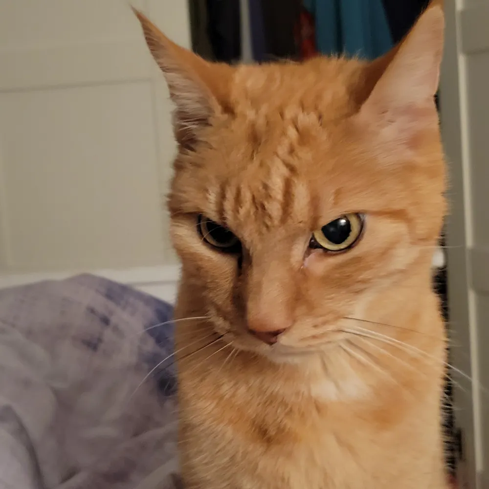 muedekadse.bsky.social's profile picture