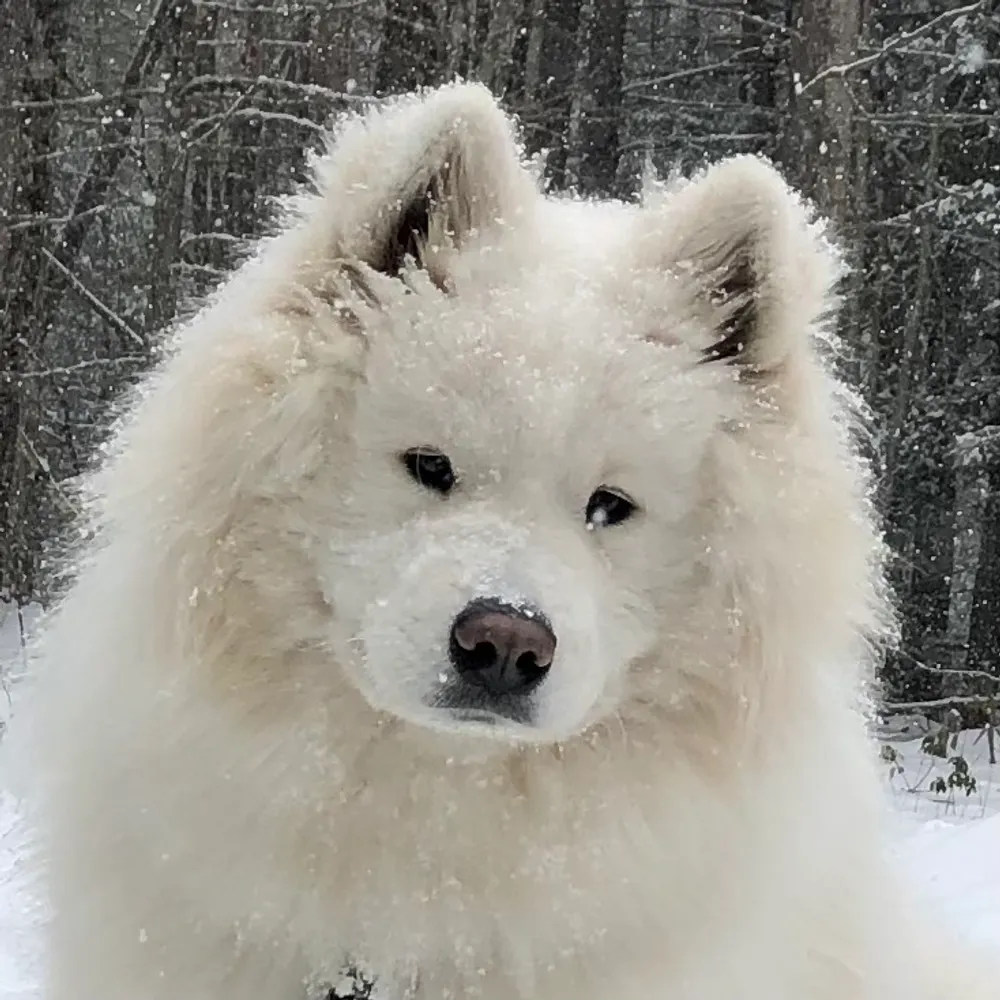 toyoga.bsky.social's profile picture