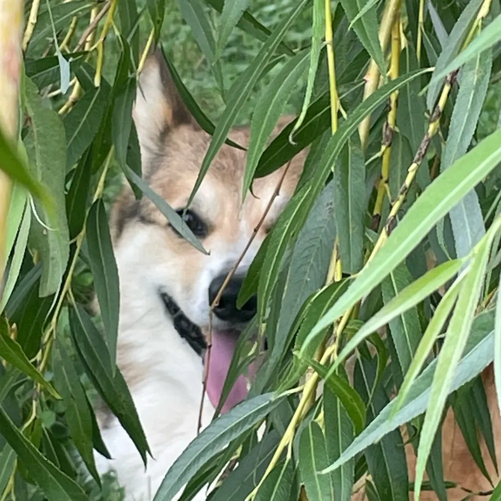 corgibuzz.bsky.social's profile picture