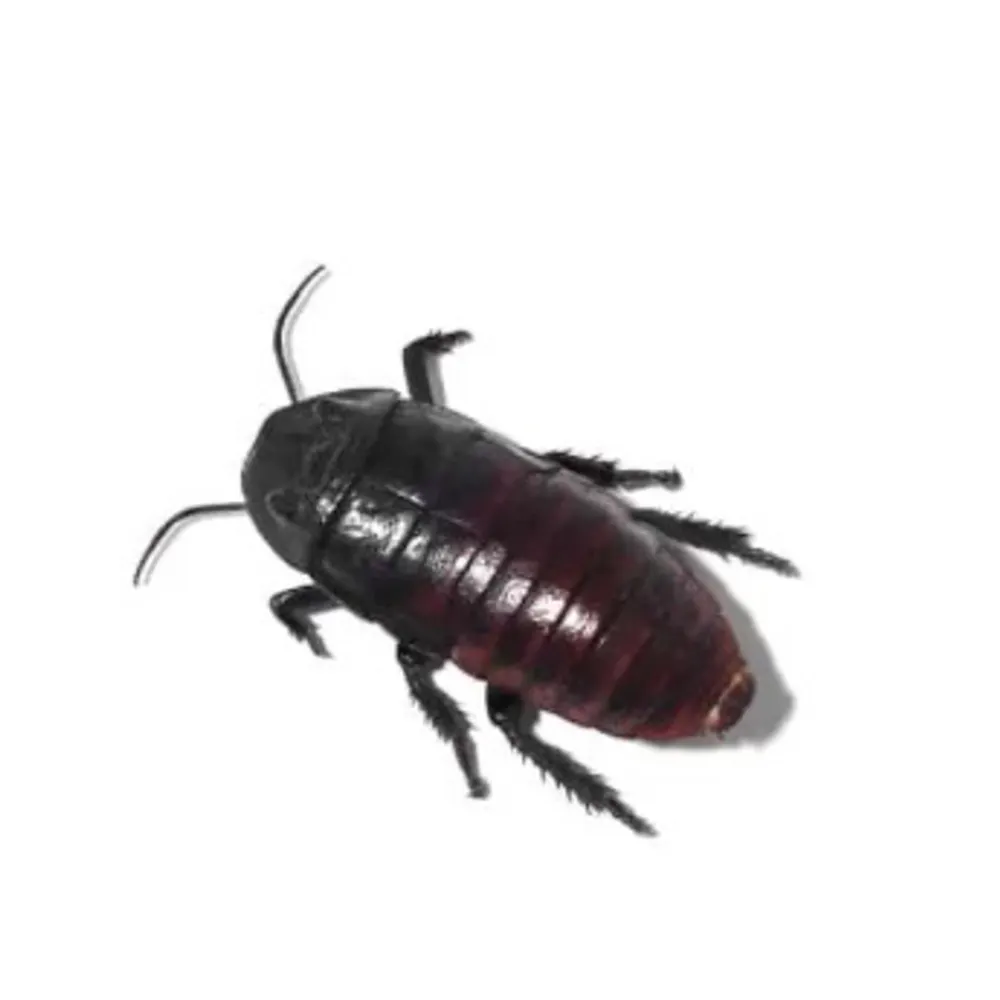 betta22.bsky.social's profile picture