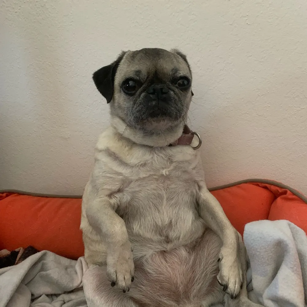 chiknboo.bsky.social's profile picture