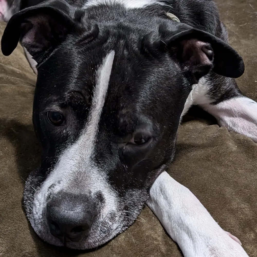 nullinterface.bsky.social's profile picture