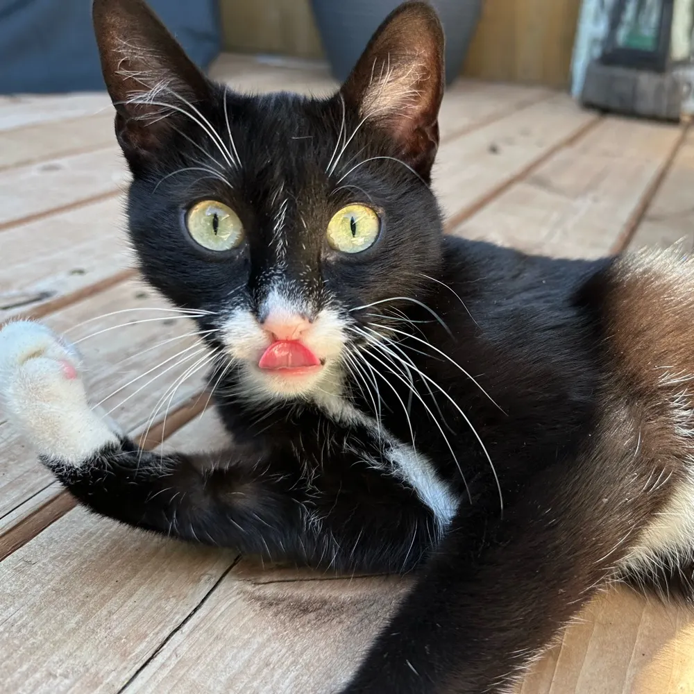 linkthecat.bsky.social's profile picture