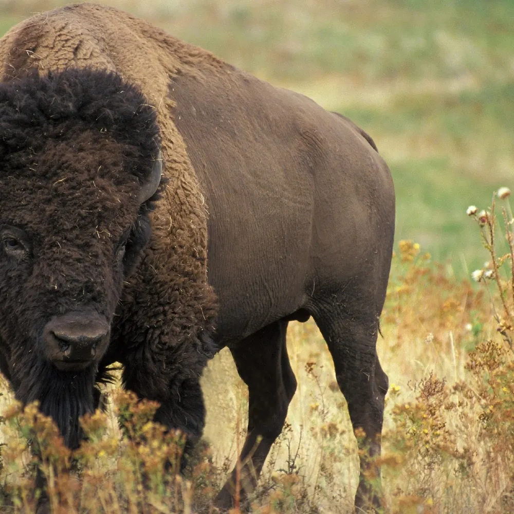 dreamerpoet69.bsky.social's profile picture