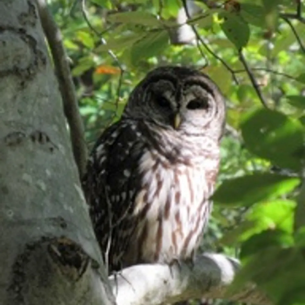 1bigowl.bsky.social's profile picture