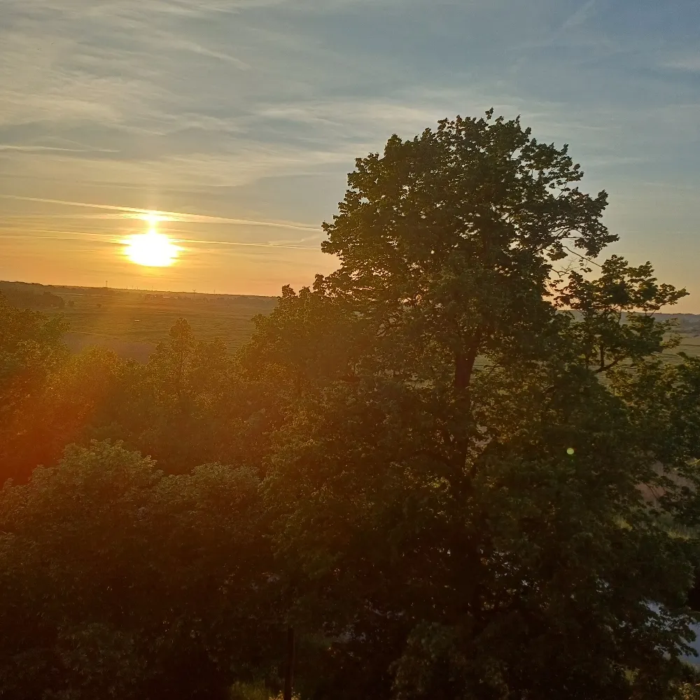 tired-bird.bsky.social's profile picture