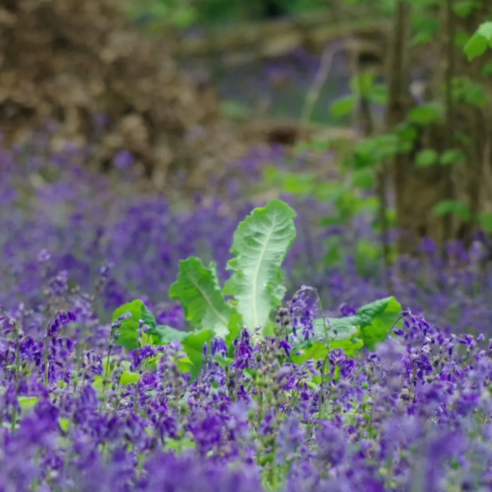 green-knight.bsky.social's profile picture