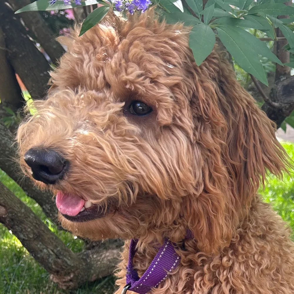 petermjuul.bsky.social's profile picture