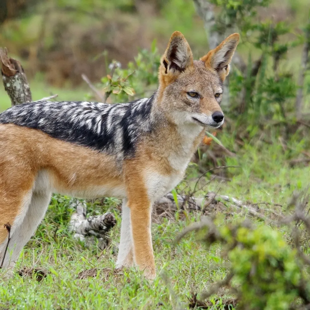 thejackal007.bsky.social's profile picture