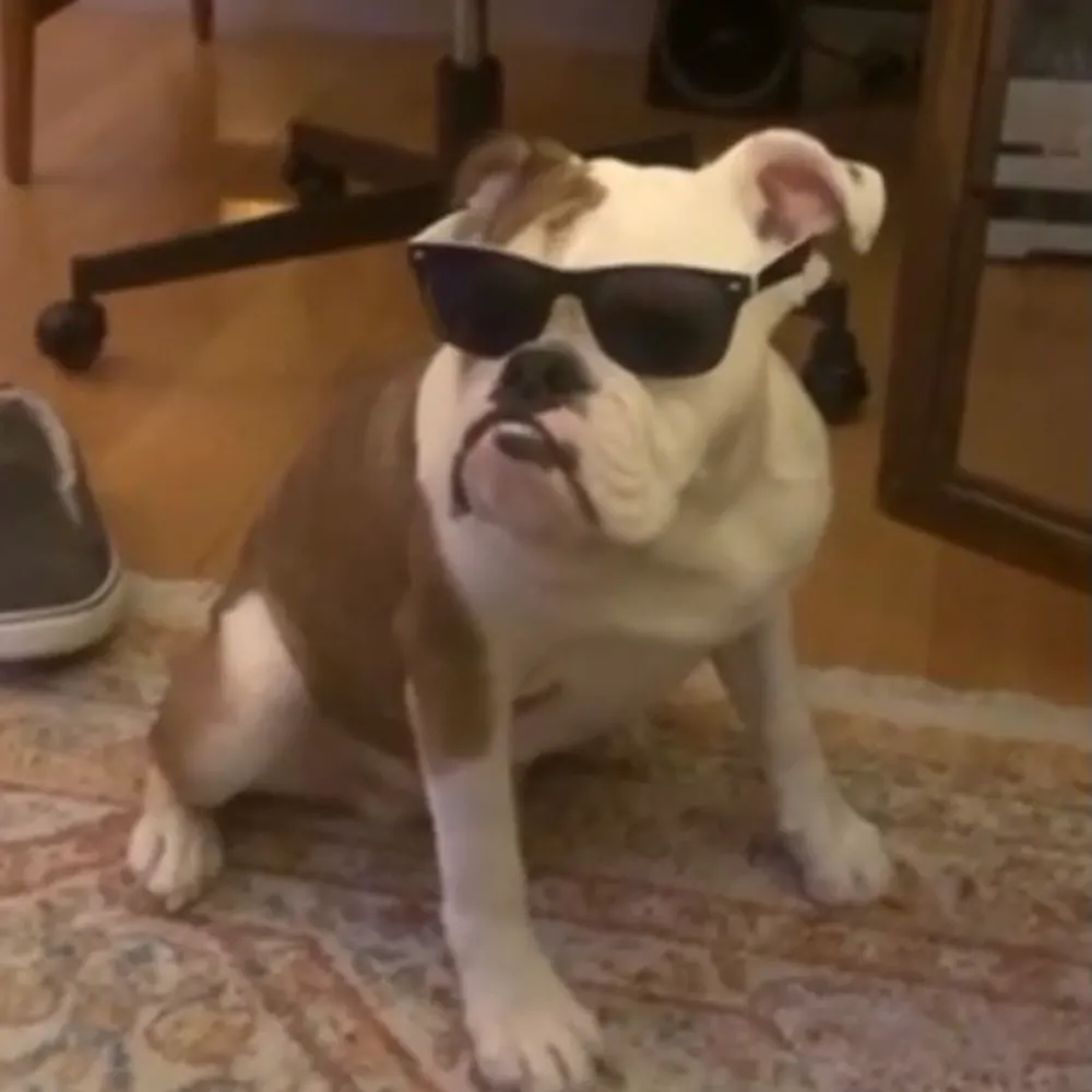 blindreefer.bsky.social's profile picture